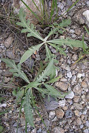 Jurinea mollis \ Weiche Silberscharte, Spinnweb-Bisamdistel / Soft Knapweed, Jurinea, GR Peloponnes, Zarouchla Tal / Valley 19.5.2008