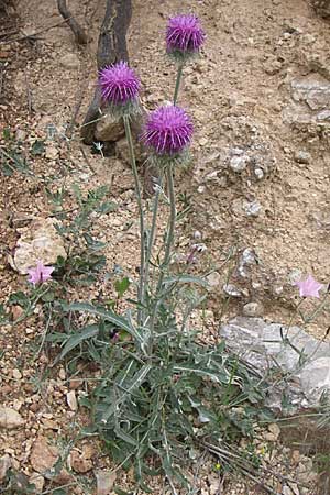 Jurinea mollis / Soft Knapweed, Jurinea, GR Peloponnes, Zarouchla Valley 19.5.2008