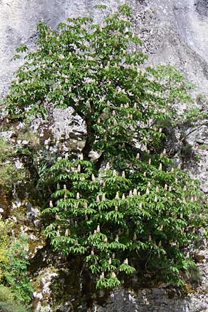 Aesculus hippocastanum \ Ross-Kastanie, GR Zagoria, Kipi 18.5.2008