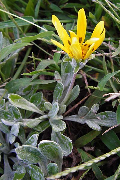 Gazania rigens / Trailing Gazania, GR Athen 26.8.2014