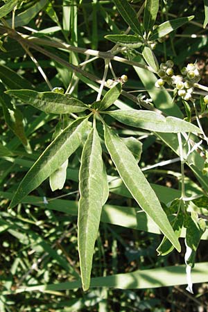 Vitex agnus-castus \ Mnchspfeffer, Keuschbaum, GR Euboea (Evia), Styra 27.8.2014