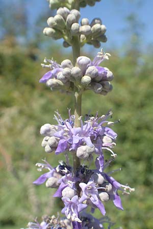 Vitex agnus-castus \ Mnchspfeffer, Keuschbaum, GR Euboea (Evia), Istiea 27.8.2017