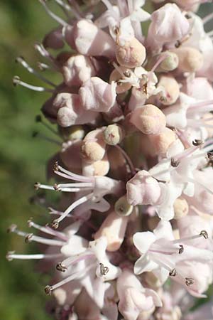 Vitex agnus-castus \ Mnchspfeffer, Keuschbaum / Chaste-Berry Tree, GR Euboea (Evia), Istiea 27.8.2017