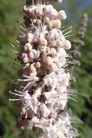 Vitex agnus-castus / Chaste-Berry Tree, GR Euboea (Evia), Istiea 27.8.2017