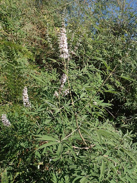 Vitex agnus-castus / Chaste-Berry Tree, GR Euboea (Evia), Istiea 27.8.2017