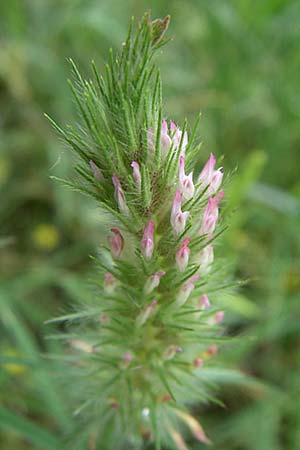 Trifolium angustifolium \ Schmalblttriger Klee / Narrow Clover, GR Dodoni 14.5.2008