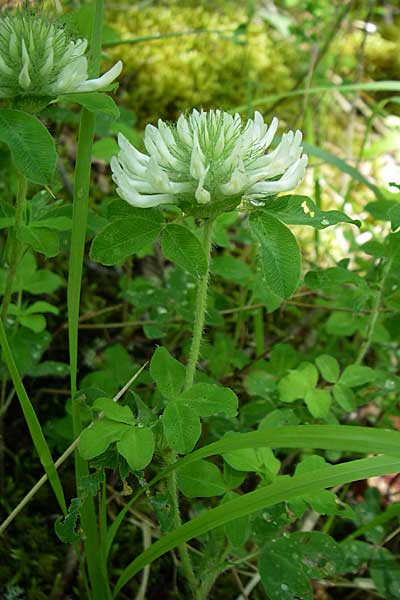 Trifolium pignantii \ Pignants Klee / Pignant's Clover, GR Zagoria, Vikos - Schlucht / Gorge 15.5.2008