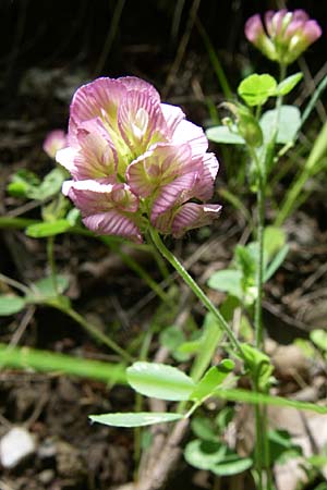 Trifolium grandiflorum \ Grobltiger Klee / Large-Flower Hop Clover, Purple Clover, GR Aoos - Schlucht / Gorge 16.5.2008