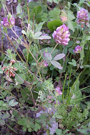 Trifolium grandiflorum \ Grobltiger Klee, GR Aoos - Schlucht 16.5.2008