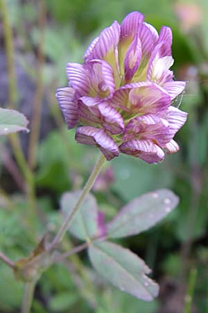 Trifolium grandiflorum \ Grobltiger Klee, GR Aoos - Schlucht 16.5.2008