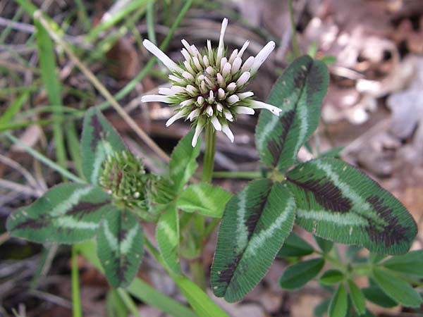 Trifolium glomeratum \ Knuel-Klee / Clustered Clover, GR Zagoria, Mikro Papingko 17.5.2008