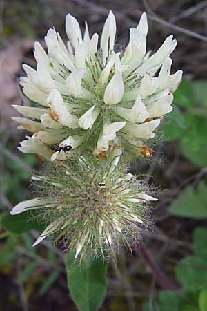 Trifolium pignantii \ Pignants Klee, GR Zagoria, Kipi 18.5.2008