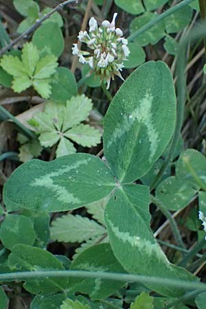 Trifolium nigrescens \ Schwarzwerdender Klee / Small White Clover, Ball Clover, GR Peloponnes, Chelmos, Klitoria 23.5.2024