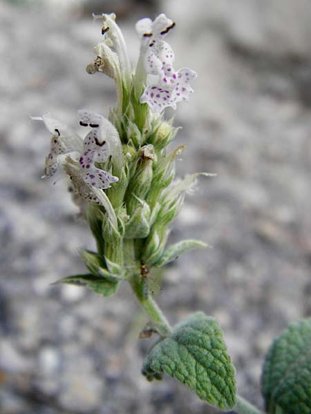 Nepeta argolica / Argolian Catnip, GR Parnitha 1.9.2014