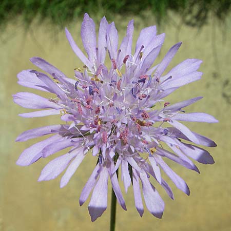 Knautia integrifolia / Whole-Leaved Scabious, GR Aoos - Gorge 16.5.2008