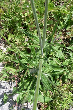 Knautia integrifolia \ Einjhrige Witwenblume, GR Aoos - Schlucht 16.5.2008