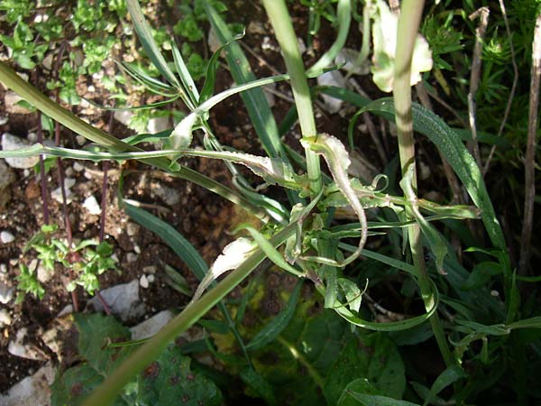Scorzonera hispanica \ Spanische Schwarzwurzel / Spanish Viper's Grass, Black Salsify, GR Zagoria, Monodendri 16.5.2008