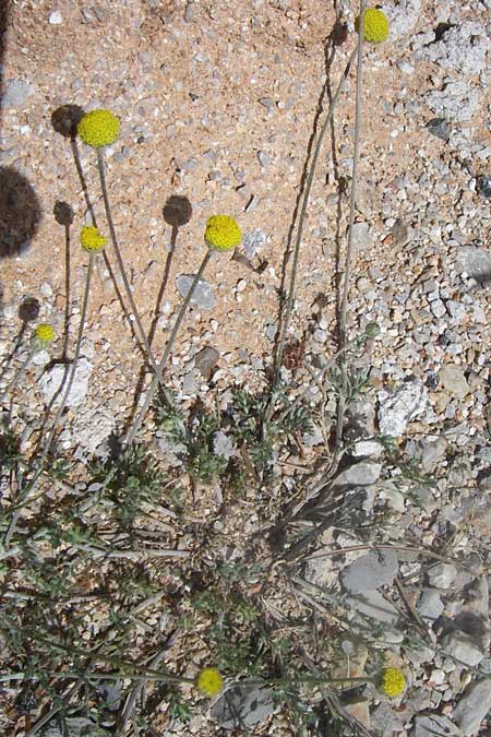 Anthemis parnassica ? \ Parnass-Hundskamille / Parnass Chamomile, GR Parnitha 22.5.2008