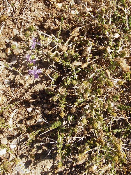 Thymbra capitata \ Kopfiger Thymian, GR Euboea (Evia), Marmari 27.8.2014