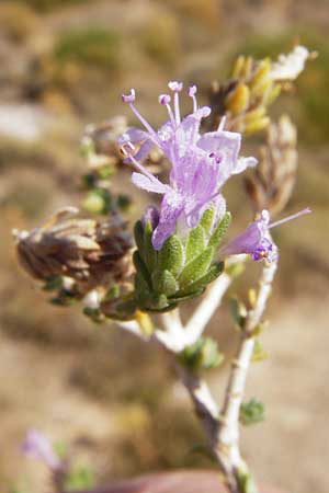 Thymbra capitata \ Kopfiger Thymian / Mediterranean Thyme, GR Euboea (Evia), Marmari 27.8.2014