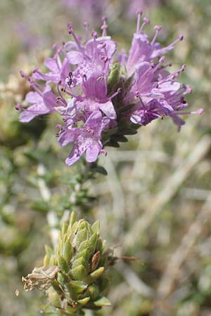 Thymbra capitata \ Kopfiger Thymian, GR Euboea (Evia), Kanatadika 25.8.2017