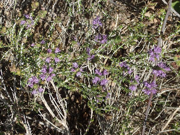 Thymbra capitata \ Kopfiger Thymian, GR Euboea (Evia), Kanatadika 25.8.2017