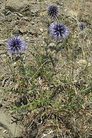 Echinops ritro \ Blaue Kugeldistel / Small Globe Thistle, GR Katara Pass 27.8.2007