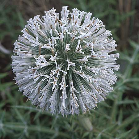 Echinops sphaerocephalus \ Drsenblttrige Kugeldistel, Rundkpfige Kugeldistel / Glandular Globe Thistle, GR Preveza 6.9.2007