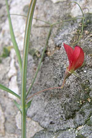 Lathyrus setifolius \ Grasblttrige Platterbse / Brown Vetchling, Narrow-Leaved Red Vetchling, GR Dodoni 14.5.2008