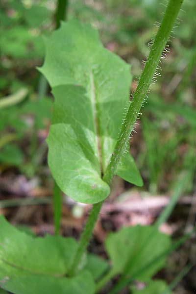 Lactuca hispida / Stiff-Haired Lettuce, GR Zagoria, Vikos - Gorge 15.5.2008