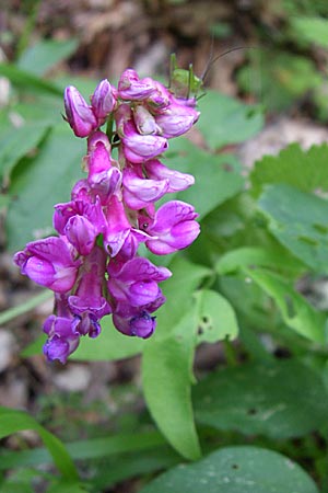 Lathyrus venetus \ Venezianische Platterbse / Venetian Vetchling, GR Zagoria, Vikos - Schlucht / Gorge 15.5.2008