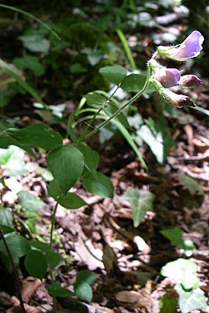 Lathyrus laxiflorus \ Lockerbltige Platterbse / Lax-Flowered Vetchling, GR Aoos - Schlucht / Gorge 16.5.2008