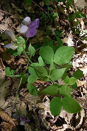 Lathyrus laxiflorus \ Lockerbltige Platterbse / Lax-Flowered Vetchling, GR Aoos - Schlucht / Gorge 16.5.2008