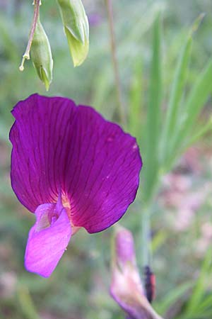 Lathyrus digitatus \ Fingerblttrige Platterbse / Finger-Leaved Vetchling, GR Zagoria, Mikro Papingko 17.5.2008