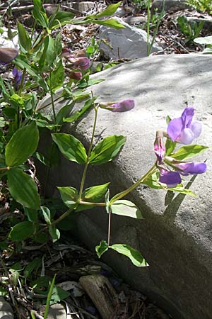 Lathyrus laxiflorus \ Lockerbltige Platterbse / Lax-Flowered Vetchling, GR Zagoria, Kipi 18.5.2008