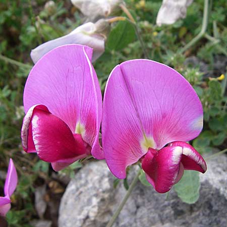 Lathyrus grandiflorus \ Stauden-Wicke / Everlasting Pea, GR Peloponnes, Zarouchla Tal / Valley 19.5.2008