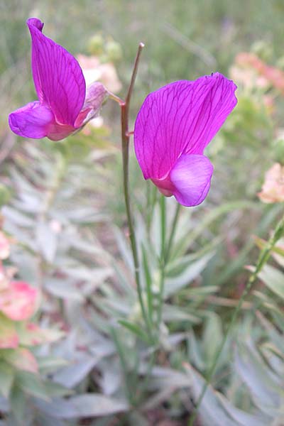 Lathyrus digitatus \ Fingerblttrige Platterbse / Finger-Leaved Vetchling, GR Peloponnes, Zarouchla Tal / Valley 19.5.2008