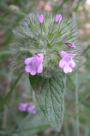 Clinopodium vulgare \ Wirbeldost, GR Parnitha 22.5.2008