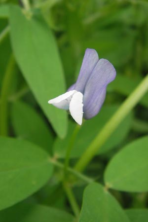 Vicia bithynica \ Bithynische Wicke / Bithynian Vetch, GR Peloponnes, Gythio 30.3.2013