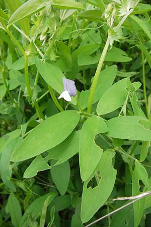 Vicia bithynica \ Bithynische Wicke / Bithynian Vetch, GR Peloponnes, Gythio 30.3.2013