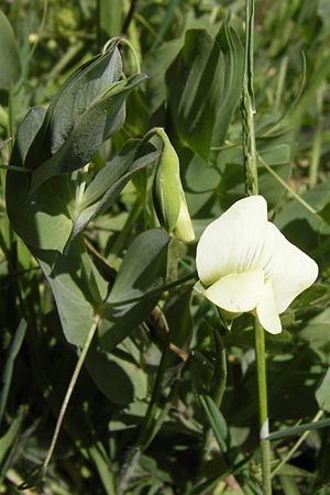 Lathyrus pseudoaphaca \ Falsche Ranken-Platterbse, GR Parnitha 3.4.2013