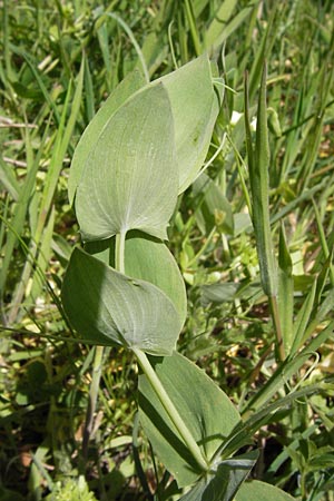 Lathyrus pseudoaphaca \ Falsche Ranken-Platterbse / False Yellow Vetchling, GR Parnitha 3.4.2013