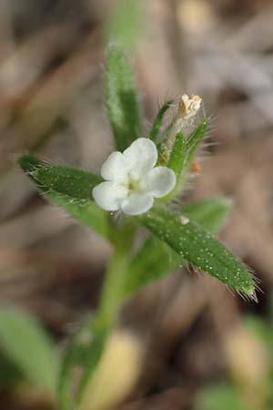 Buglossoides arvensis subsp. arvensis \ Acker-Steinsame, Acker-Rindszunge, GR Hymettos 20.3.2019