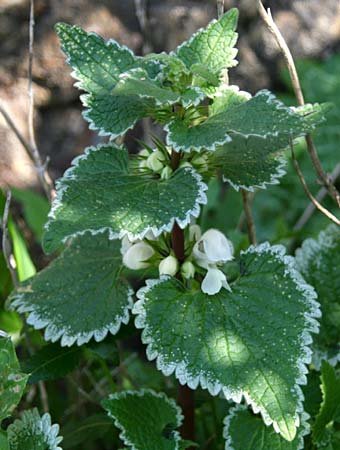 Lamium moschatum \ Moschus-Taubnessel / Musk Dead-Nettle, GR Akrokorinth 30.1.2014 (Photo: Gisela Nikolopoulou)