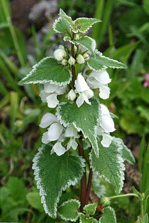 Lamium moschatum \ Moschus-Taubnessel, GR Akrokorinth 11.3.2014 (Photo: Gisela Nikolopoulou)