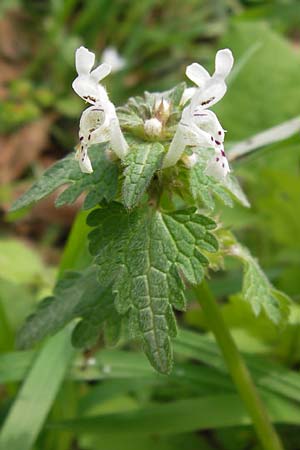 Lamium bifidum \ Zweispaltige Taubnessel, Balkan-Taubnessel / Balkan Dead-Nettle, GR Peloponnes, Strofilia-Wald bei Kalogria / Peloponnese, Strofilia Forest near Kalogria 27.3.2013