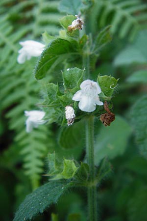 Melissa officinalis subsp. altissima \ Kreta-Melisse / Balm, GR Euboea (Evia), Dimosari - Schlucht / Gorge 29.8.2014