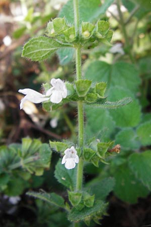 Melissa officinalis subsp. altissima \ Kreta-Melisse, GR Euboea (Evia), Dimosari - Schlucht 29.8.2014