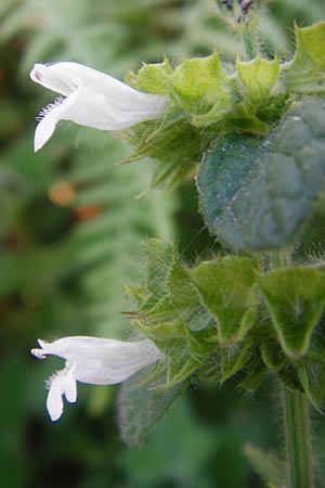 Melissa officinalis subsp. altissima \ Kreta-Melisse, GR Euboea (Evia), Dimosari - Schlucht 29.8.2014