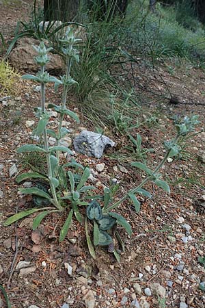 Stachys cretica \ Kretischer Ziest / Mediterranean Woundwort, GR Athen 10.4.2019